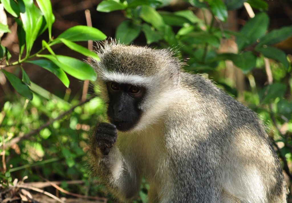 Image of Vervet Monkey