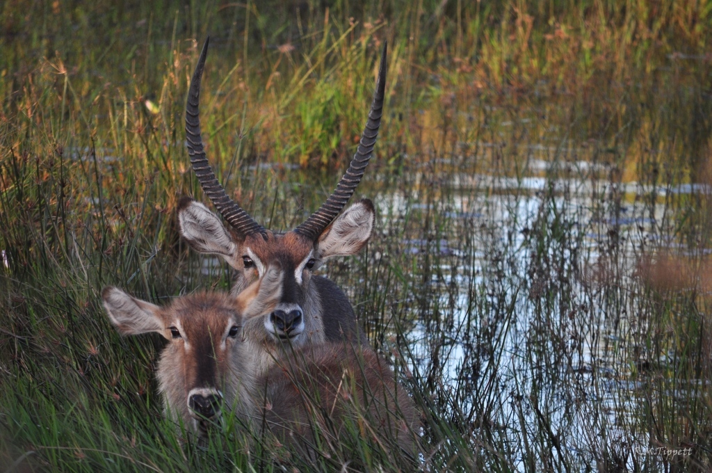 Image of Ellipsen Waterbuck