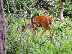 Image of Natal Duiker