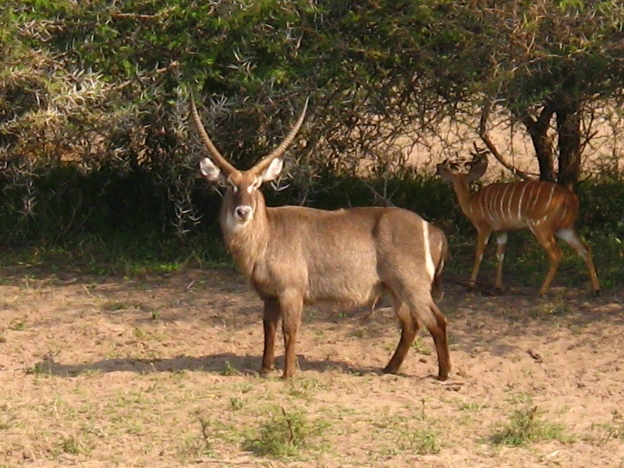 Image of Ellipsen Waterbuck