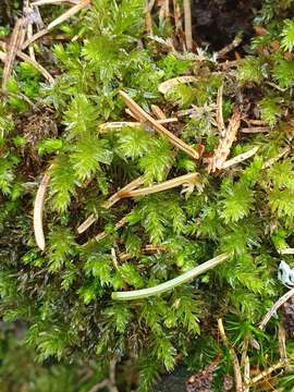 Image of horn calcareous moss