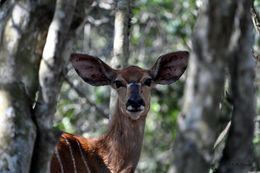 Image of Nyala