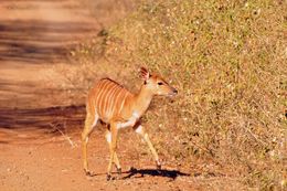 Image of Nyala