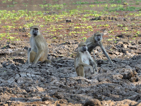 Image of Yellow Baboon