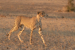 Image of Acinonyx Brookes 1828