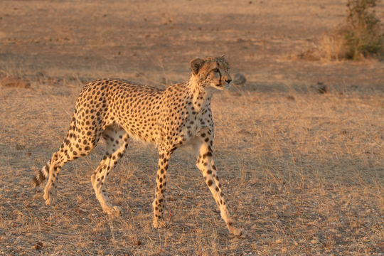 Image de Guépard