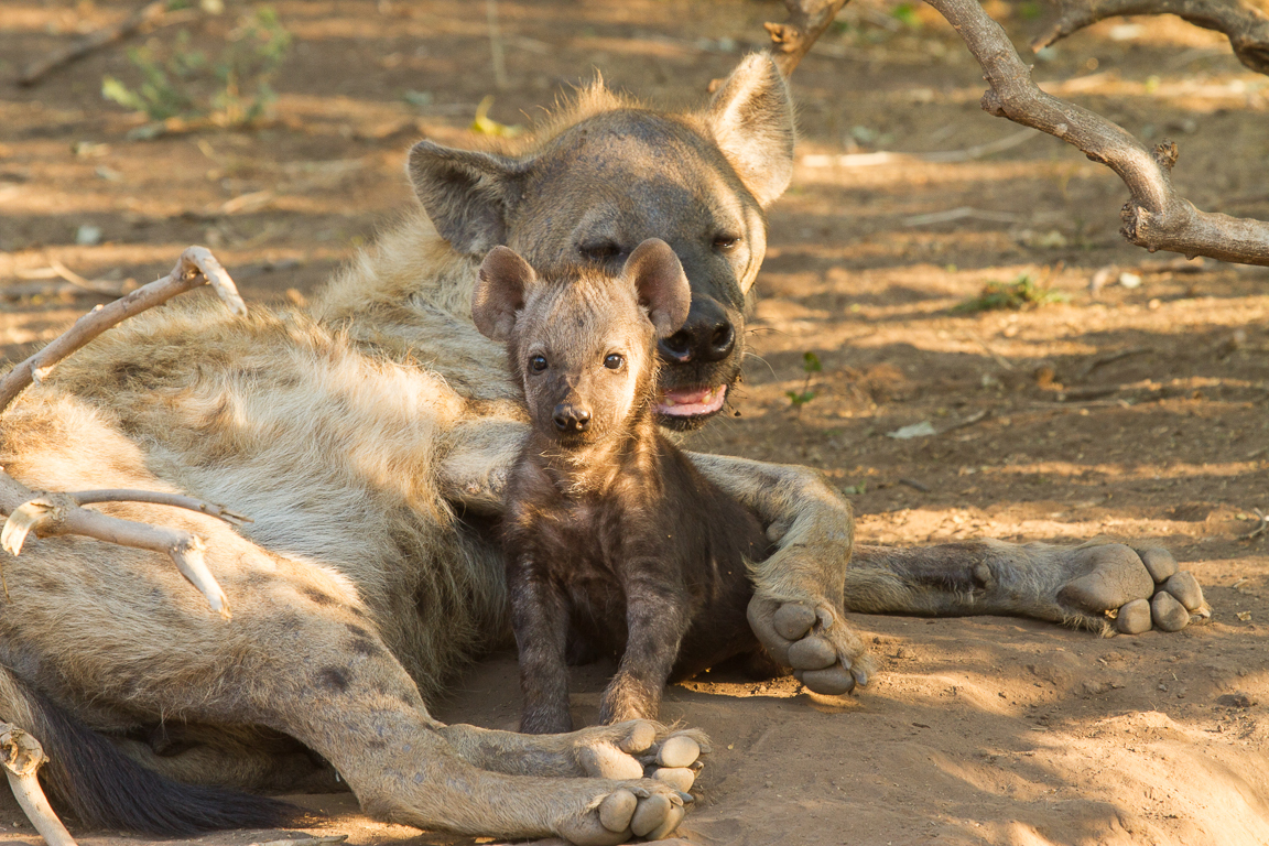 Image of Spotted Hyaenas