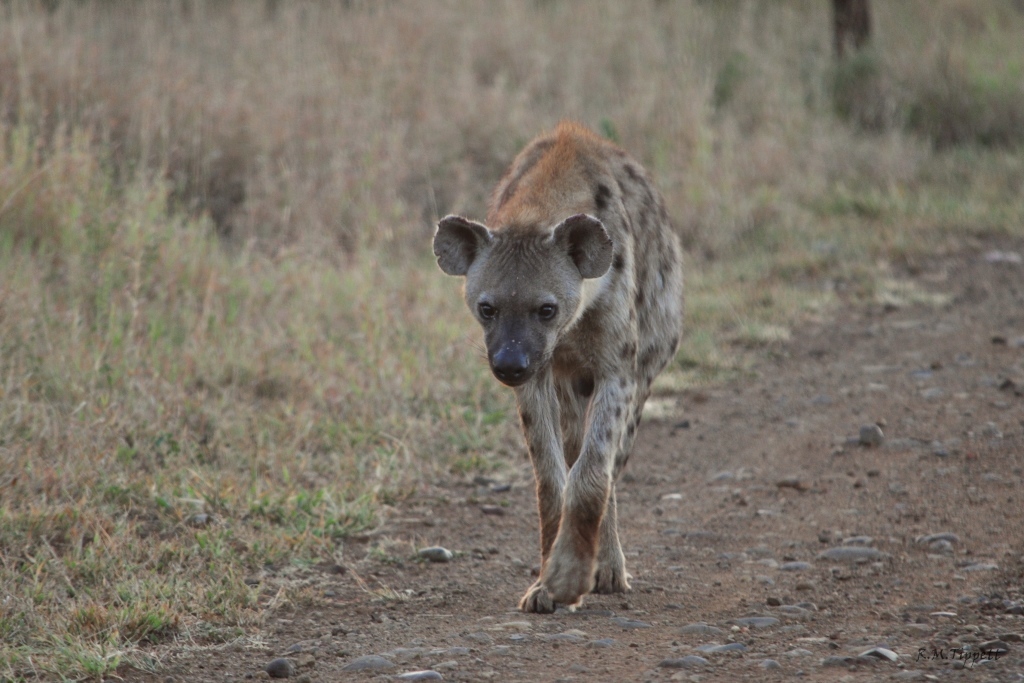 Image of Spotted Hyaenas