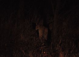 Image of Leopard