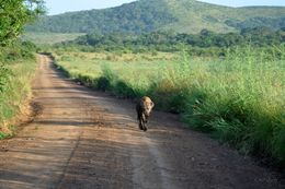 Image of Spotted Hyaenas