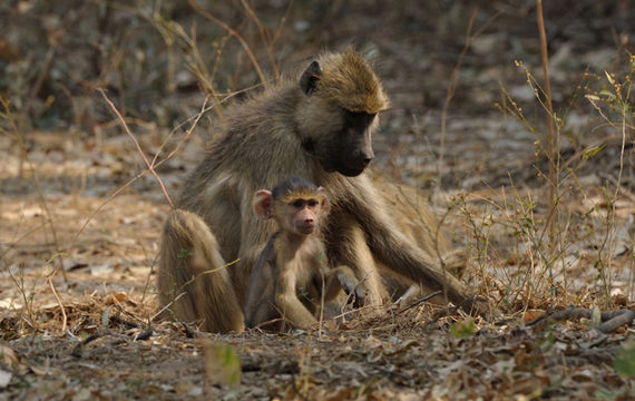 Image of Yellow Baboon