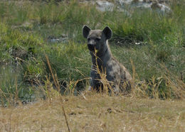 Image of Spotted Hyaenas