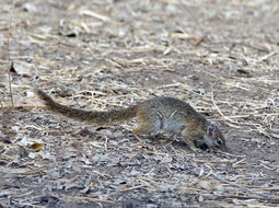 Paraxerus cepapi (A. Smith 1836)的圖片