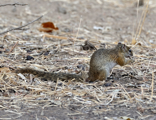 Paraxerus cepapi (A. Smith 1836)的圖片