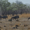 Image of Cookson's wildebeest