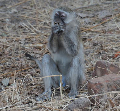 Image of Malbrouck Monkey