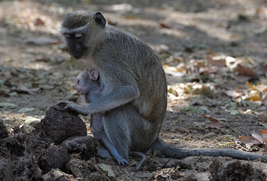 Image of Reddish-green Vervet Monkey