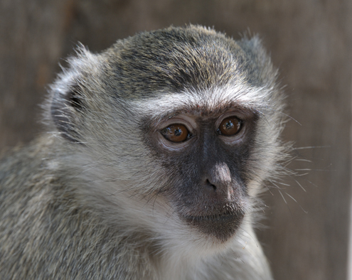 Image of Vervet Monkey