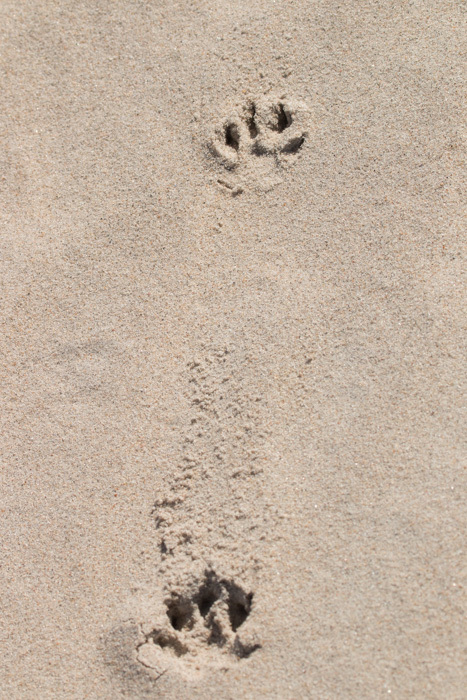 Image of African Clawless Otter