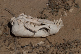 Image of fur seal