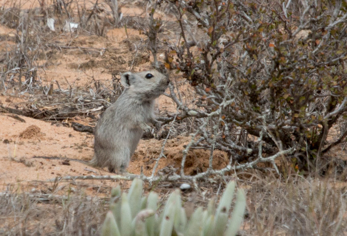 Image of Brants' Whistling Rat