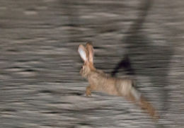 Lepus capensis Linnaeus 1758 resmi