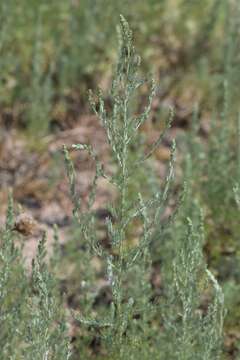 Image of Artemisia austriaca Jacq.