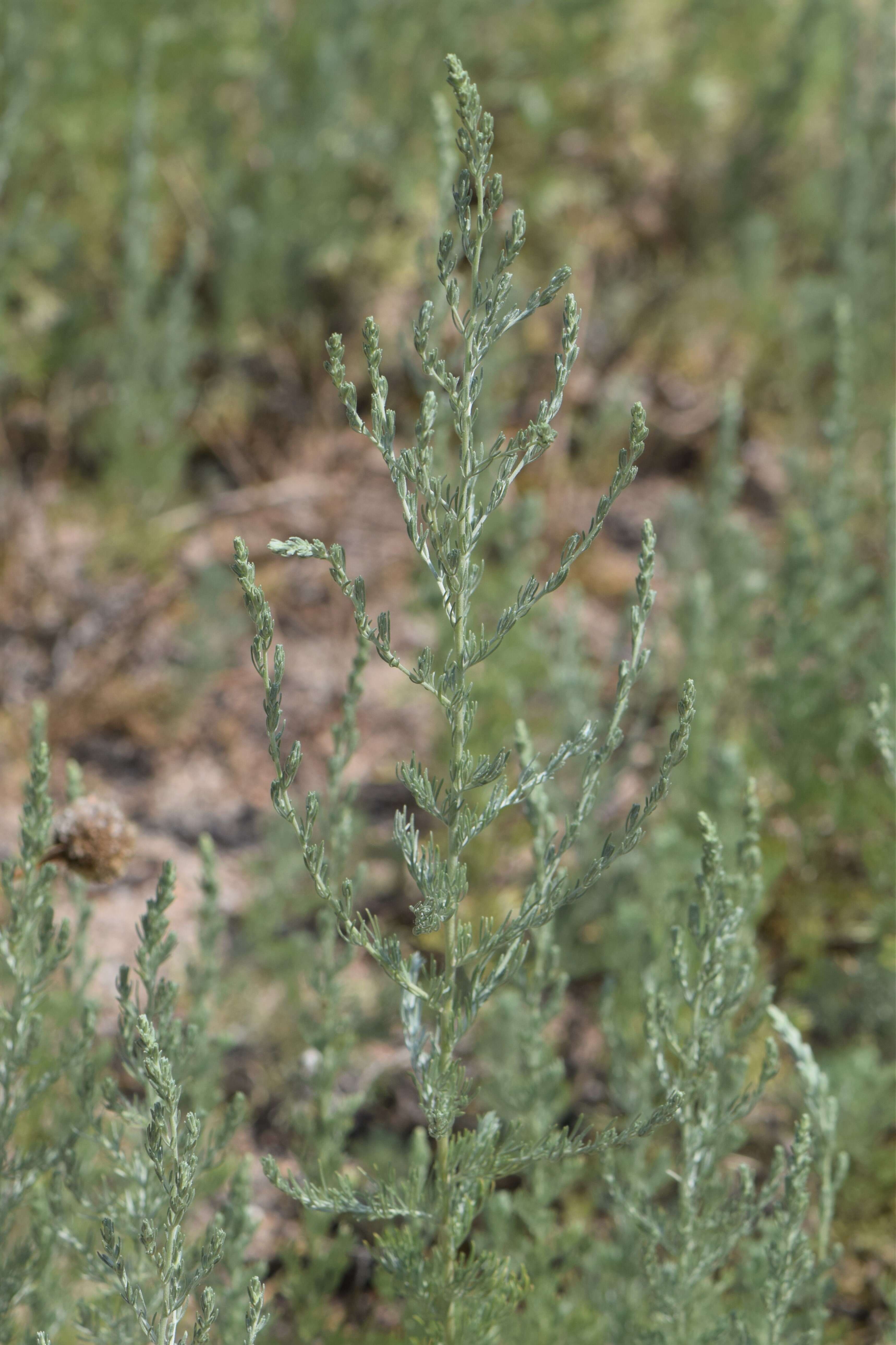 Слика од Artemisia austriaca Jacq.