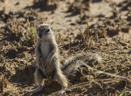 Image of Cape Ground Squirrel