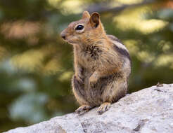 Callospermophilus Merriam 1897 resmi