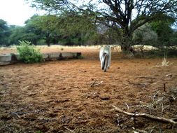 Image of Vervet Monkey