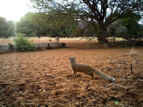 Image of Yellow Mongoose