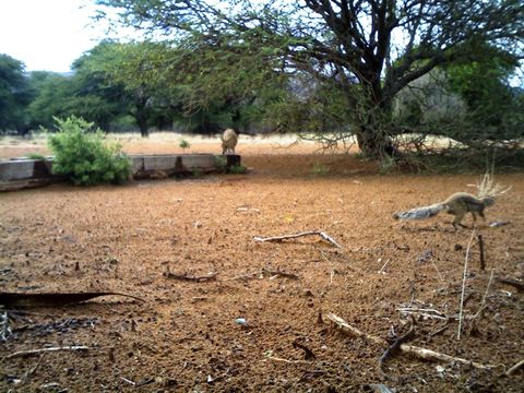 Image of Cape Ground Squirrel