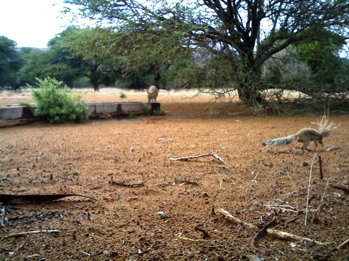 Image of Cape Ground Squirrel