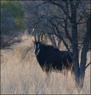 Image of Sable Antelope