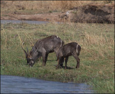 Image of Ellipsen Waterbuck