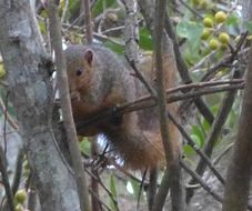 Image of Red Bush Squirrel