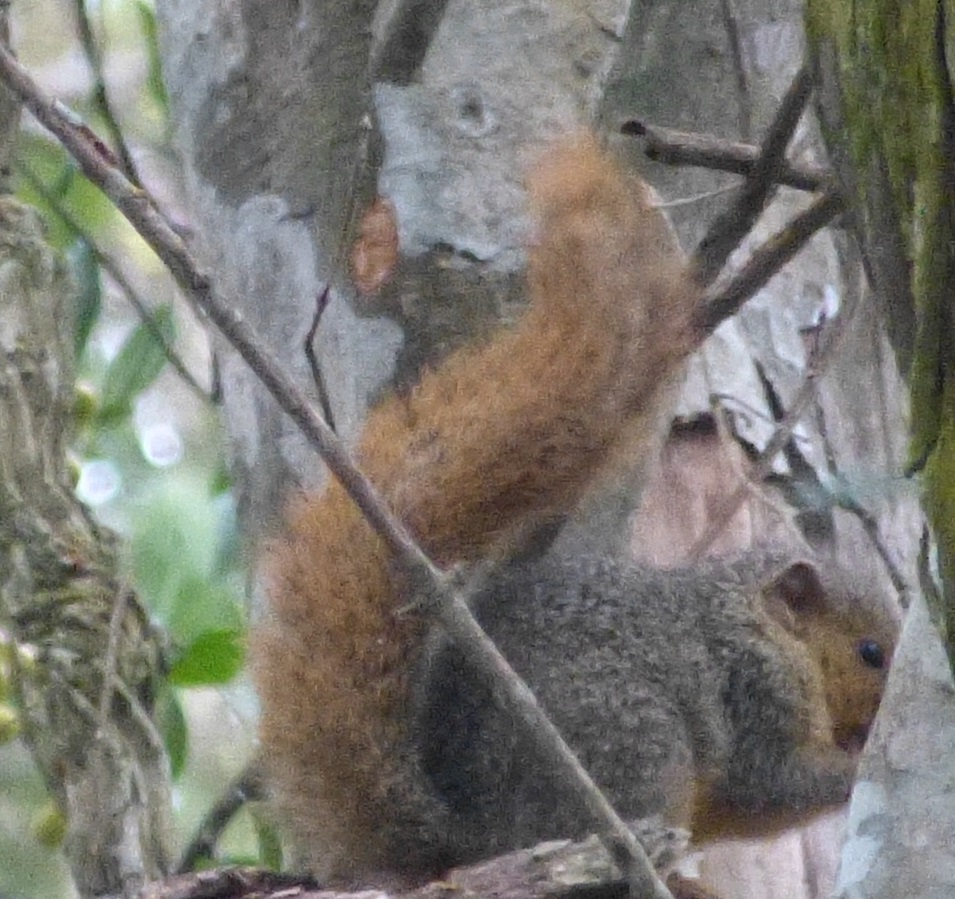 Image of Red Bush Squirrel
