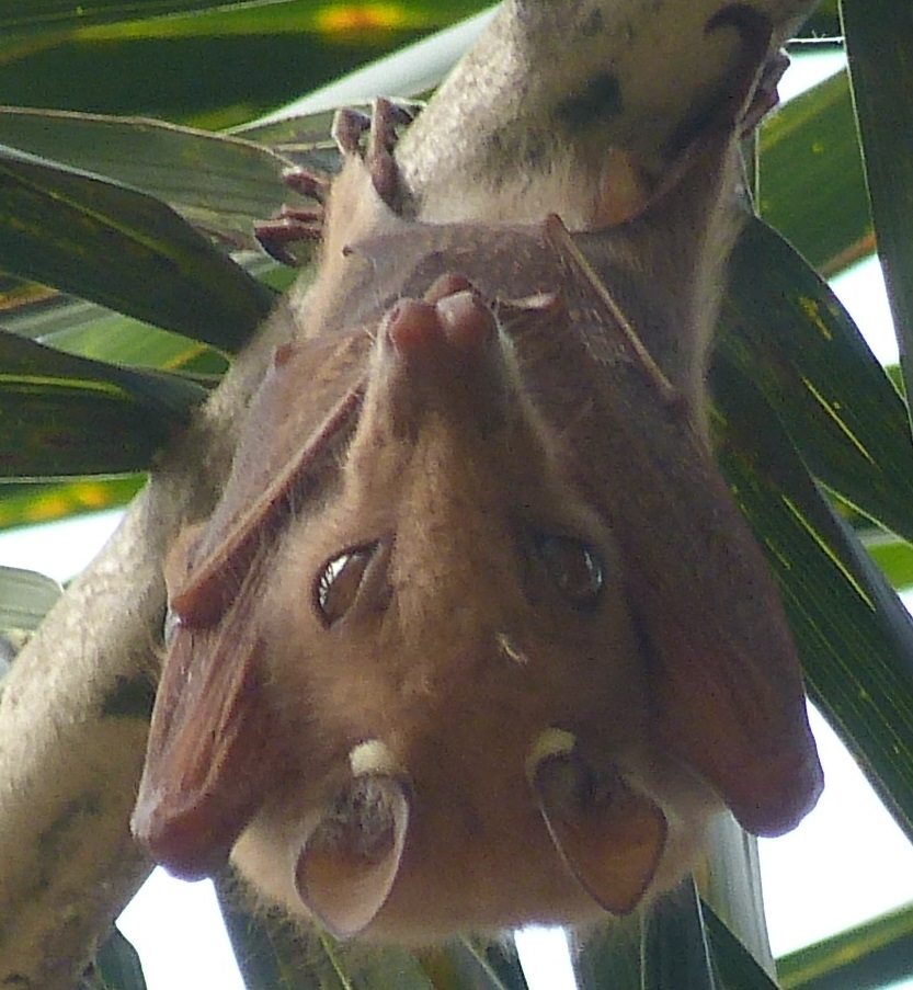 Image of Epauletted Fruit Bats