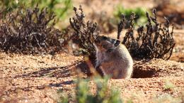 Image of Littledale's Whistling Rat -- Littledale's Whistling Rat