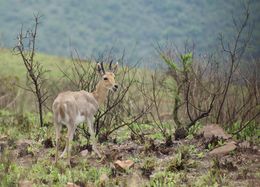 Image of Mountain Reedbuck