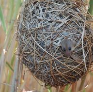 Image of African climbing mice, fat mice, tree mice, and relatives