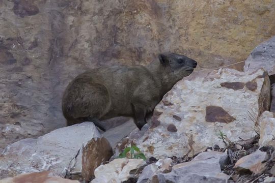 Image of Rock Hyrax