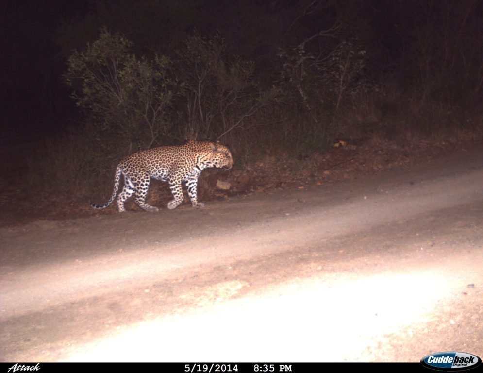 Image of Leopard