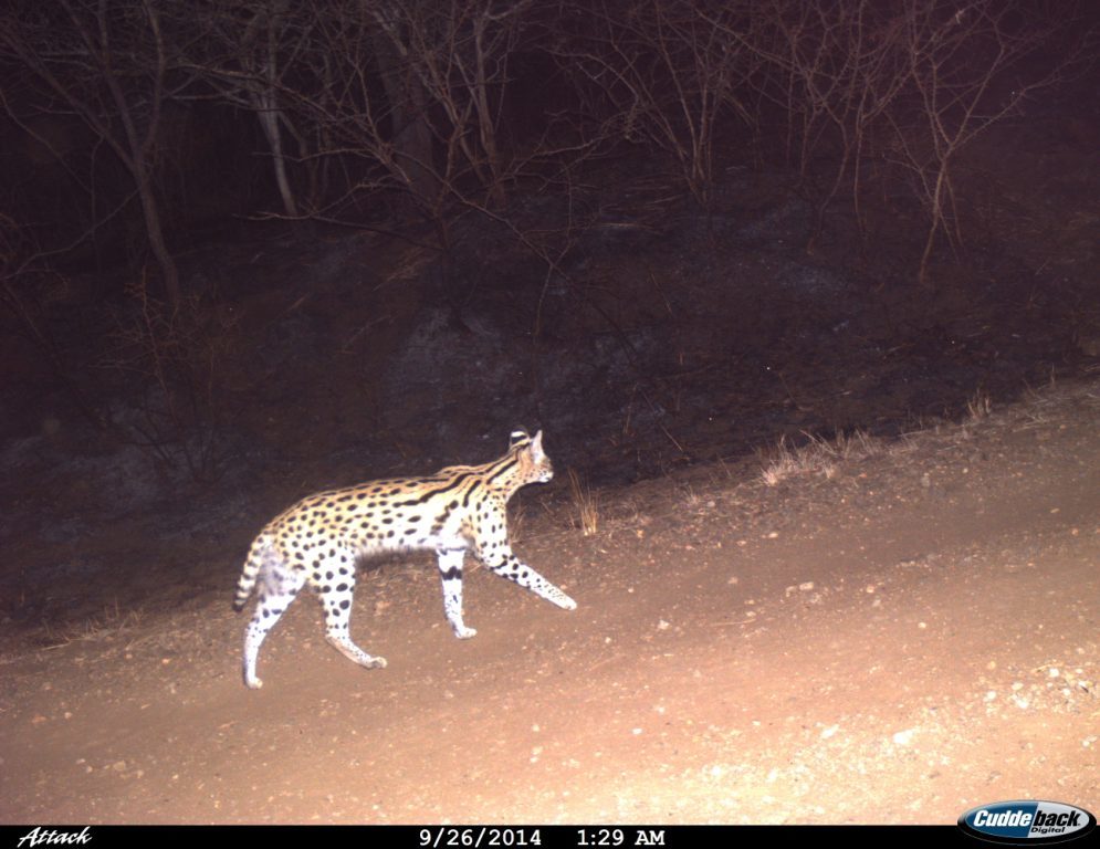 صورة Leptailurus Severtzov 1858