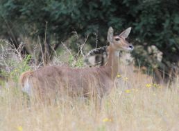 Image of Reedbuck