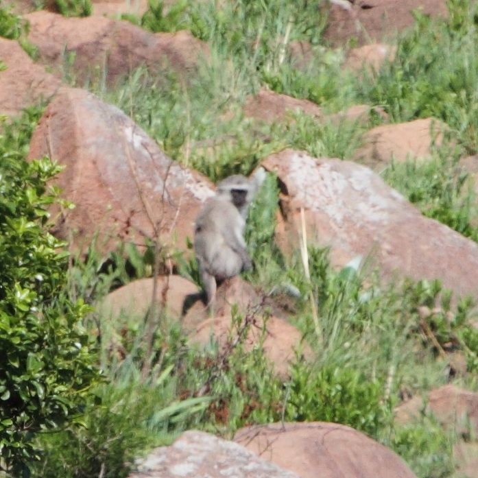 Image of Vervet Monkey