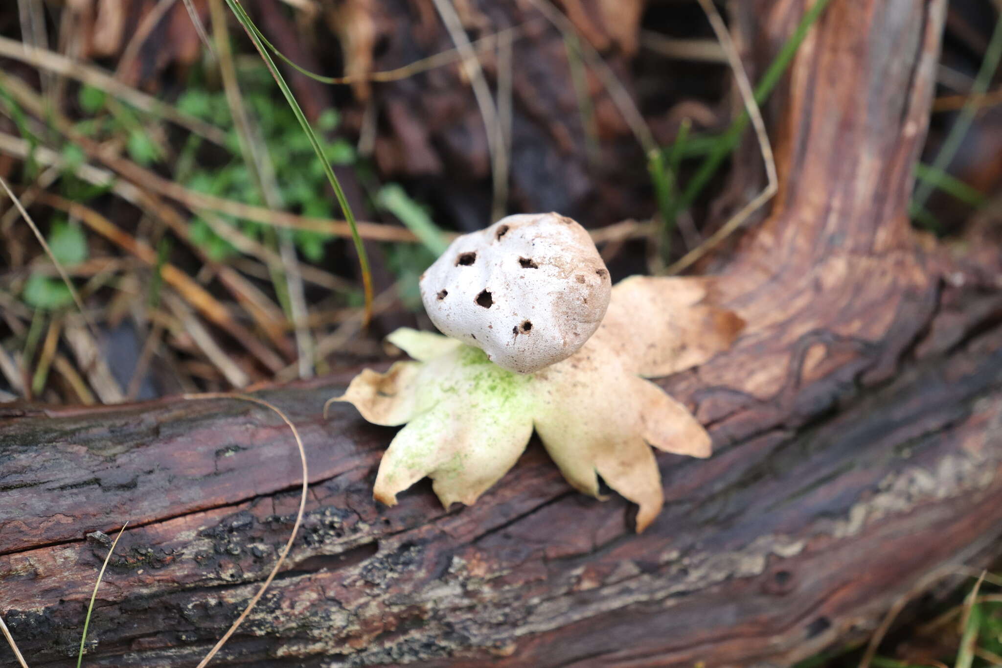 Image de Myriostoma coliforme (Dicks.) Corda 1842