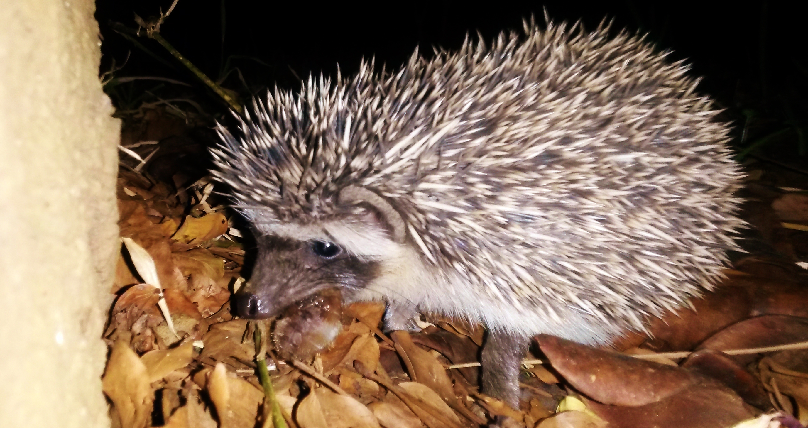 Image of Four-toed Hedgehog