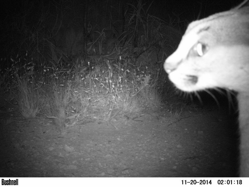 Image of Caracals